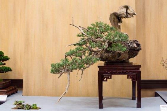 金州盆景联合会第39届大会的总体展览