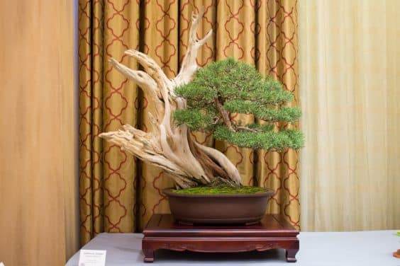 金州盆景联合会第39届大会的总体展览