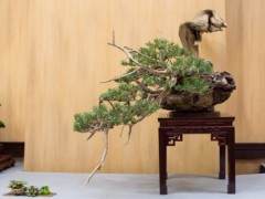 金州盆景联合会第39届大会的总体展览