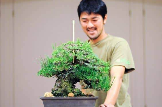 大作野本的黑松盆景