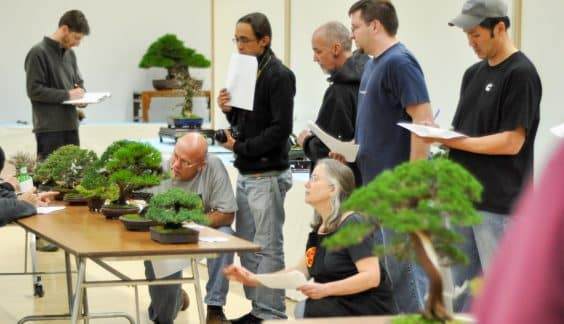 在展览评估盆景