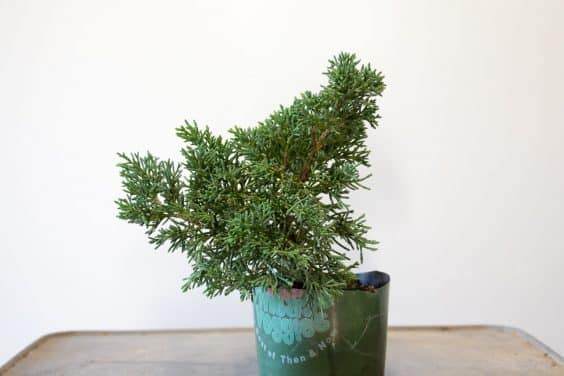 健康的真柏盆景叶子