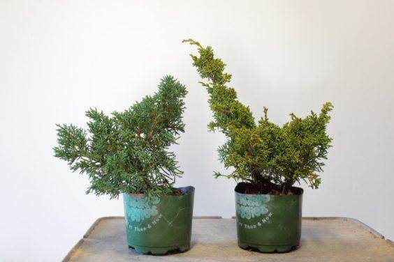 紧挨着杜松的健康杜松开始显示活力的迹象