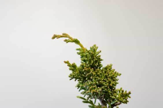 图解 如何评估盆景发芽是否健康的方法