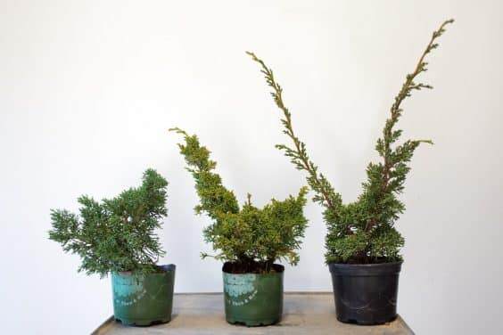 健康的真柏,真柏开始发展活力,充满活力的真柏