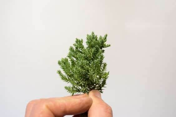 健康的杜松盆景树叶