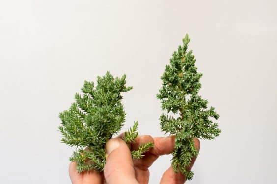 图解 如何评估盆景发芽是否健康的方法