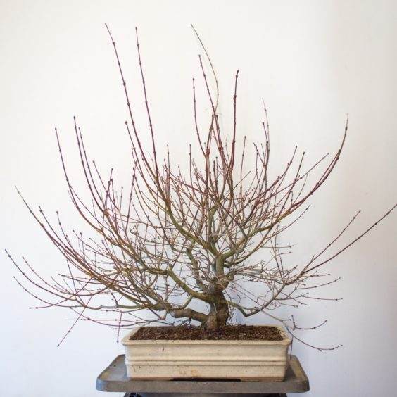 年轻的日本枫树盆景 - 长枝表明这棵树健康而有活力