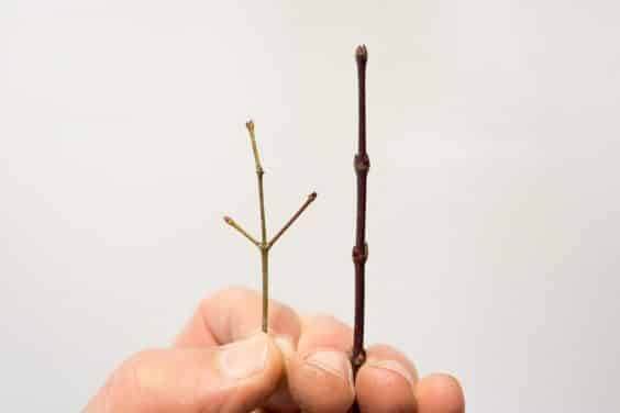 在这个阶段,需要老的日本枫树盆景 - 短节间和小芽以产生良好的分枝