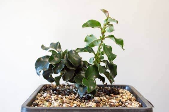 图解 如何评估盆景发芽是否健康的方法