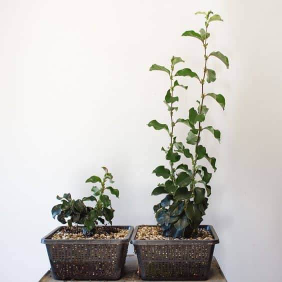 图解 如何评估盆景发芽是否健康的方法