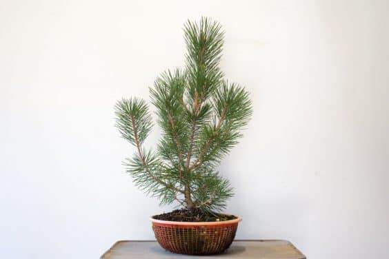 健康的黑松盆景