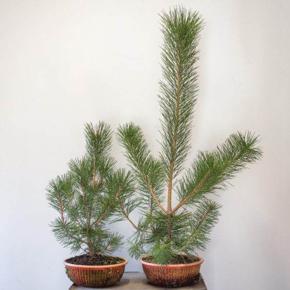 健康的松树旁边是一个更有活力的标本