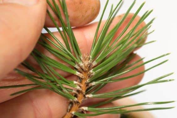 图解 如何评估盆景发芽是否健康的方法