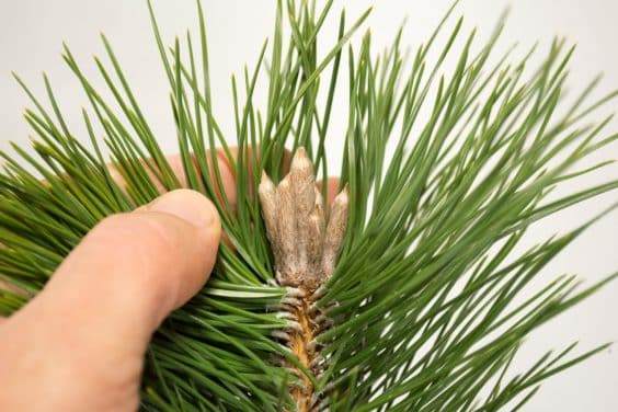 蓬勃发芽的芽很旺盛