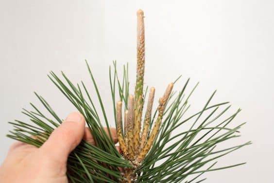 来自另一个四岁的标本非常旺盛的芽