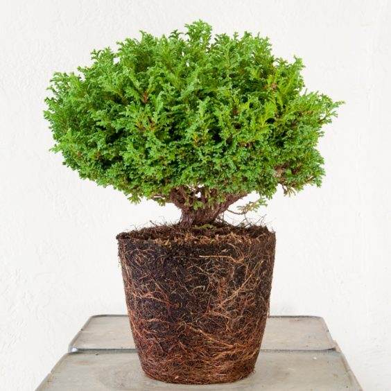 根在矮小的萨瓦拉柏树上