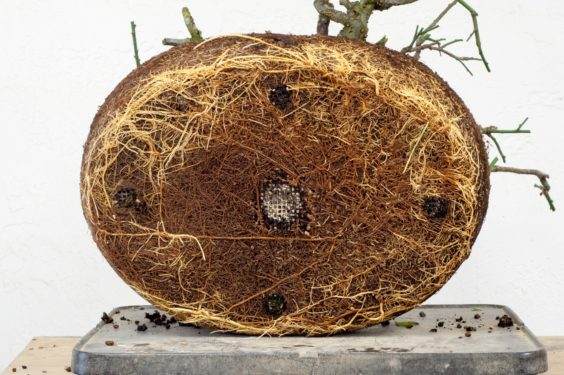 日本开花杏的新根