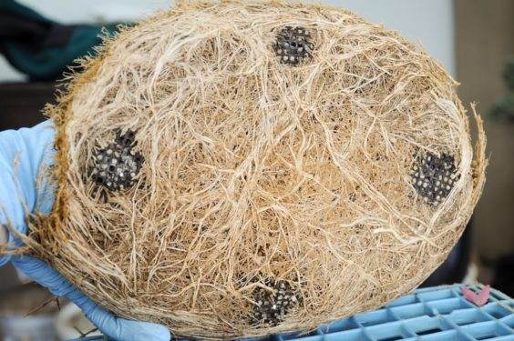 三叉戟枫树盆景根部生长旺盛