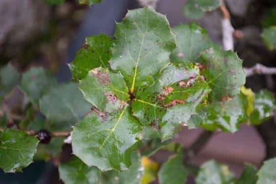 斑点表示海岸活橡树上真菌的损害