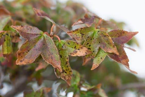 三叉戟枫叶上的真菌的迹象