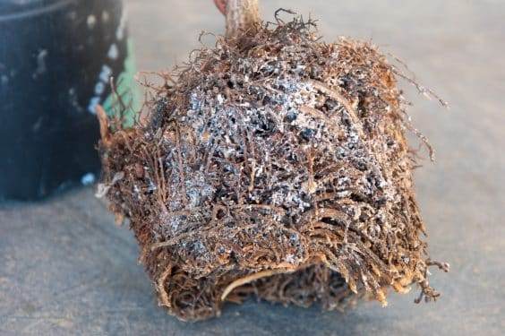 如何判断盆景何时出现问题 图片