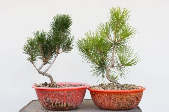 与黄色叶子的杉木需要注意