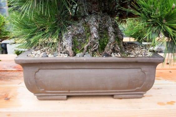 下雨天密集的树冠下的干燥区域