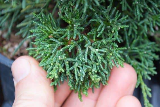 经仔细检查，小白点变得可见 - 桧尺度的迹象