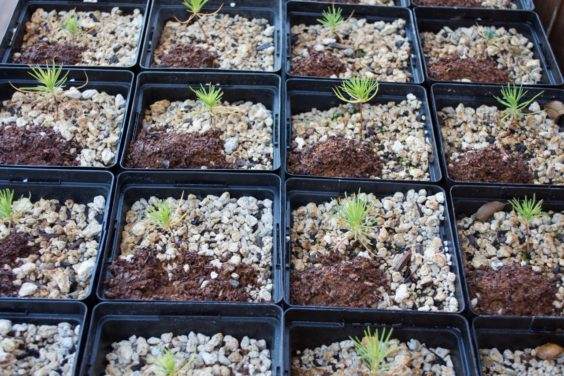 棉籽粕(固体有机肥)在土壤表面的堆肥