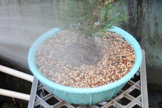 彻底浇灌松树盆景