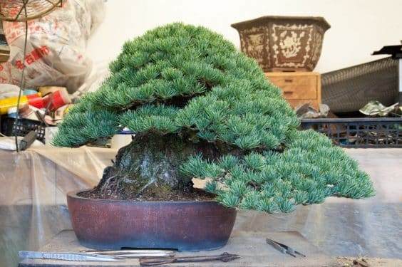 如何为你的盆景找出合适的环境?