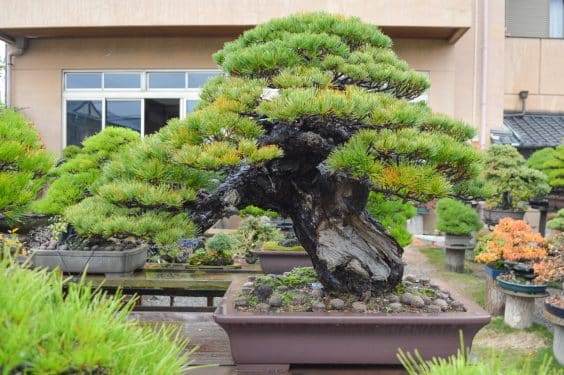 如何为你的盆景找出合适的环境