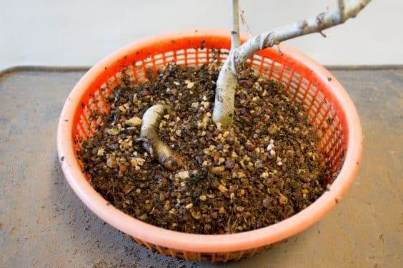 山楂盆景的根部