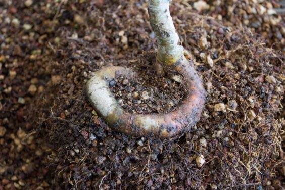 山楂盆景的根部