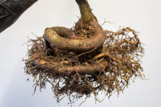 山楂盆景的大扭根