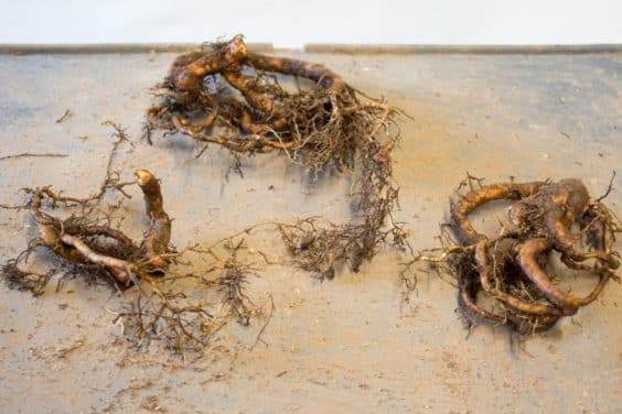 图解 怎么修剪山楂盆景的缺陷根的方法