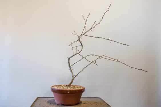 图解 怎么修剪山楂盆景的缺陷根的方法