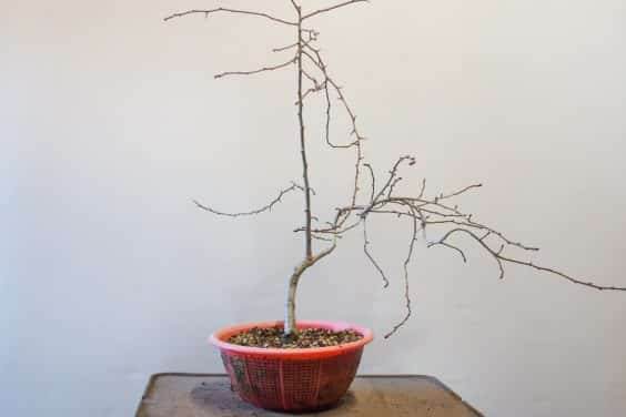 另一个年轻的山楂盆景