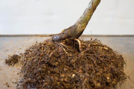 在盆景根表面出现小根