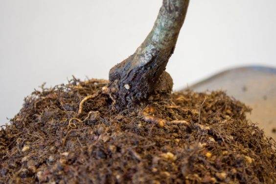 修剪较小的根后