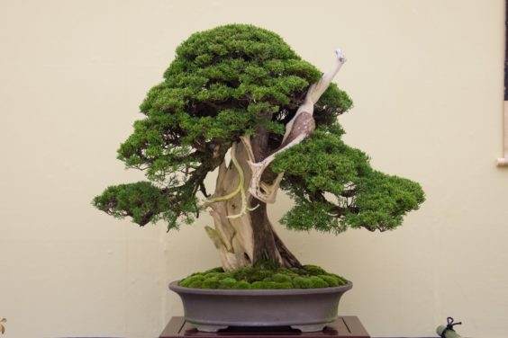 真柏展出在2015 泰康盆景展