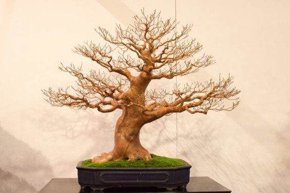 紫茎属在2016年泰康十展出