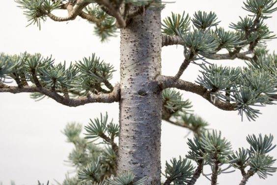 树枝从树干上的同一部位出现