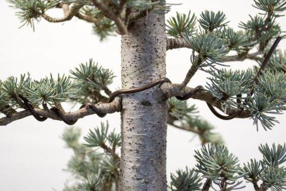 分享锚固盆景线的技巧 图片