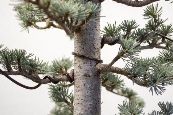 一个半螺旋在树干之间的树干之间。