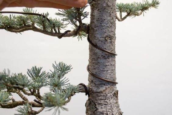 树干周围有两个完整的螺旋