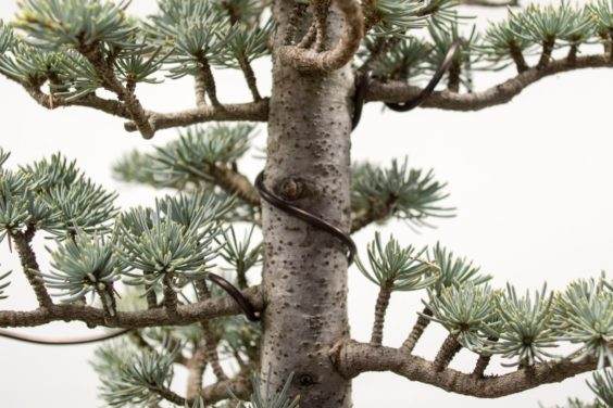 分享锚固盆景线的技巧 图片