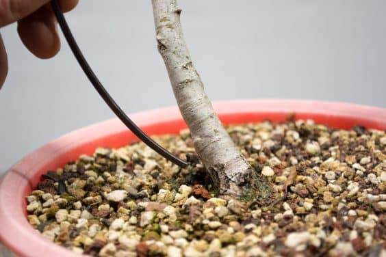 将导线插入干线底部附近