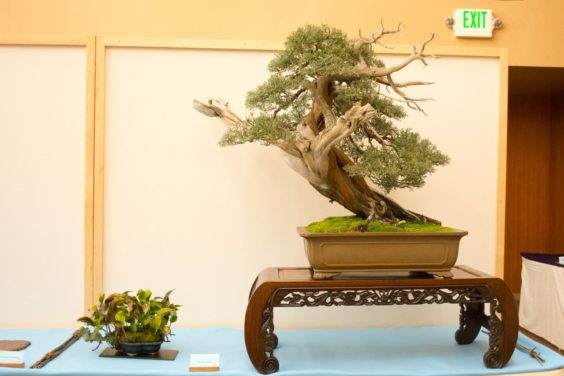 湾岛盆景第十八届展览中的大中型盆景